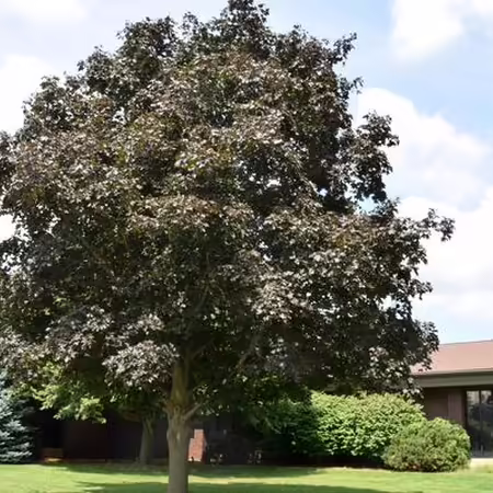 Norway Maple