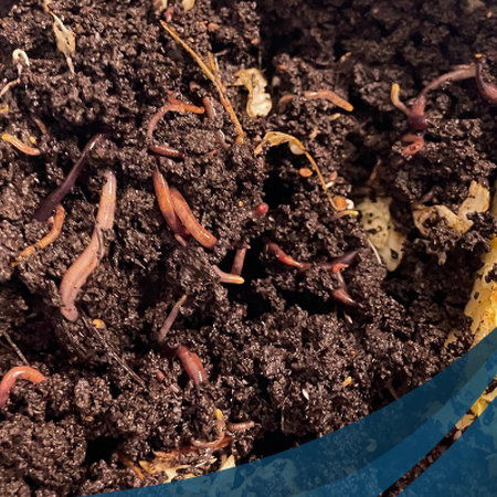 reddish colored worms making compost 