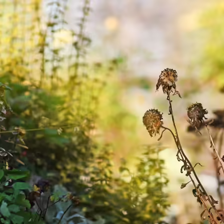 dried flowers in a garden