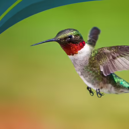 humming bird