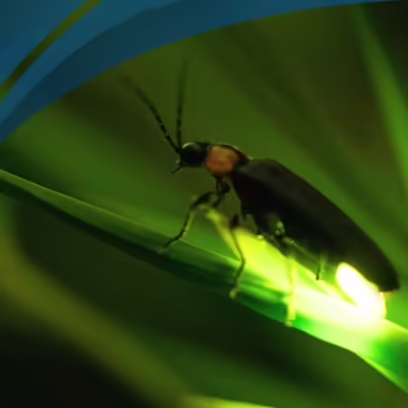 lightning bug glowing on a blade of grass