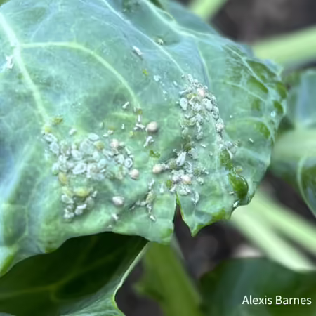 mealy bug infestation on a brussel sprout plant leaf