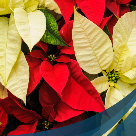 red and white poinsettias