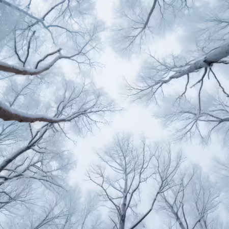 view of trees looking up in winter