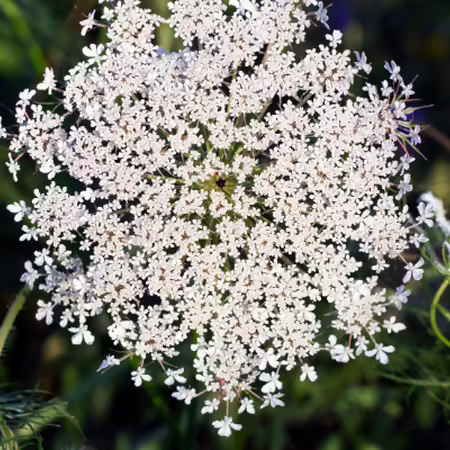 queen anne's lace flower head