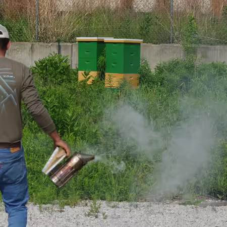 Oscar Villa, urban beekeeper, approaches his hives along the Metra tracks