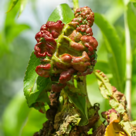 peach curl symptoms on leaves