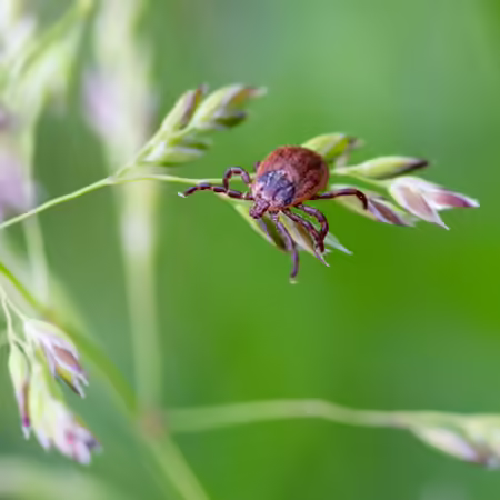 tick on a grassy plant
