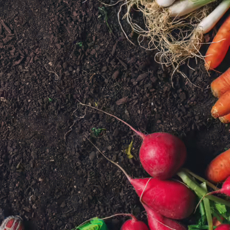 soil with vegetables and garden gloves