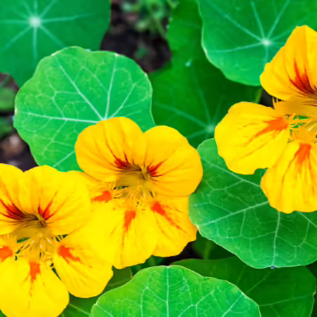 Nasturtium flowers