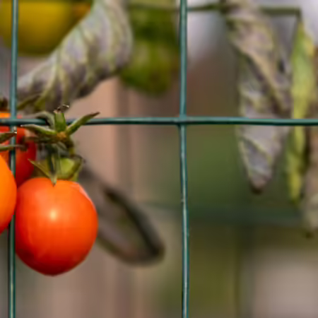 close up of tomatoes at end of gardening season with leaves dying