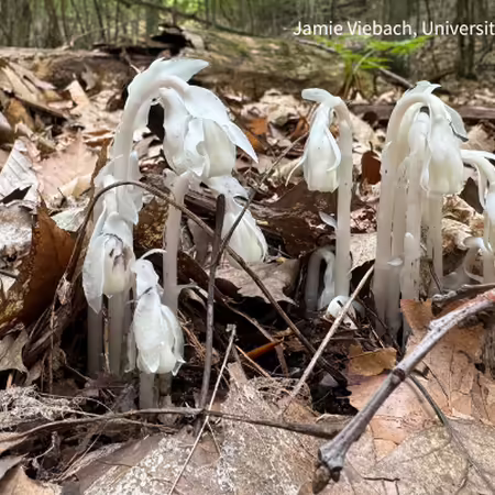 close up of ghost pipe plant, a white, translucent wilting plant