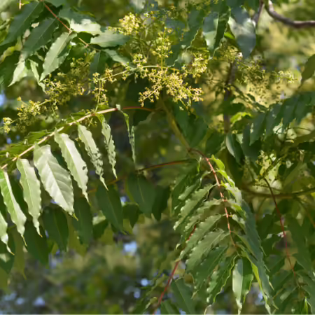 close up for Tree of Heaven leaves