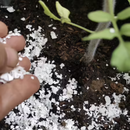hand scattering egg shells by tomato seedling