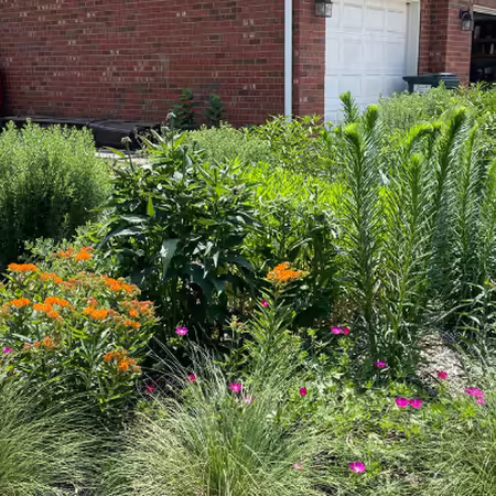 native flowers growing by a typical house