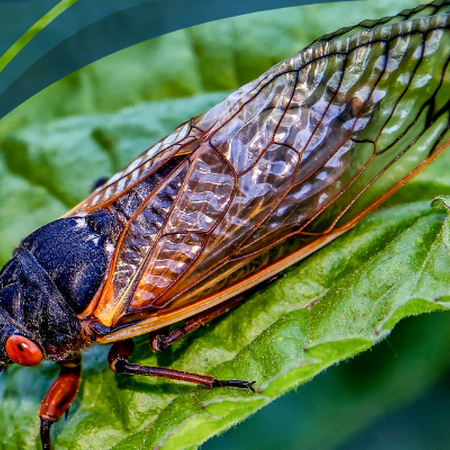 cicada on leaf