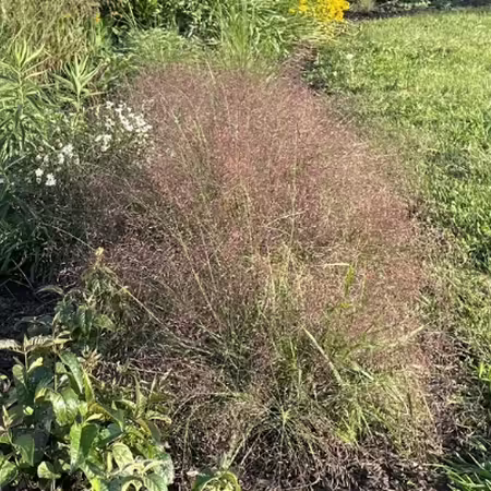 Purple Lovegrass in a native bed