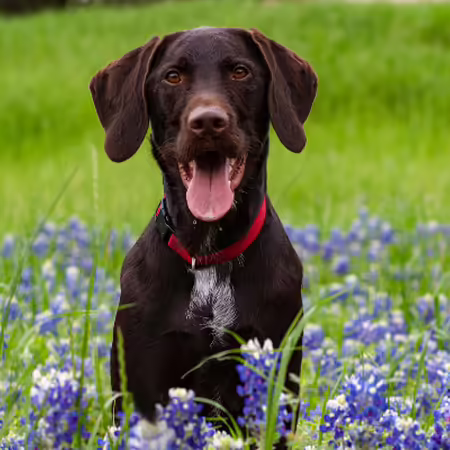 chocolate lab dog in green yard with purple flowers