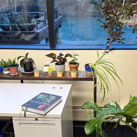 collection on houseplants in an office