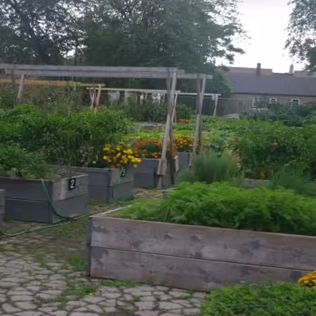 raised beds overflowing with vegetables