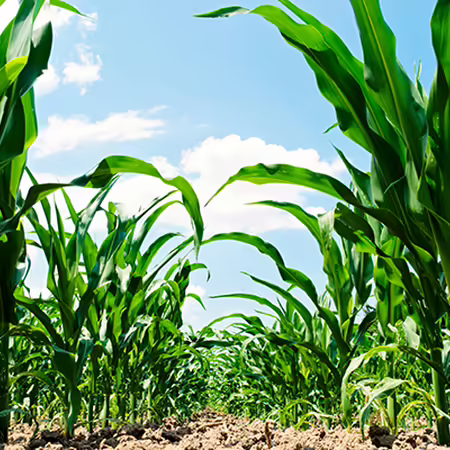 cornfield