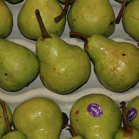 pears on a paper tray