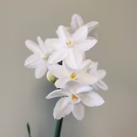Paperwhite flowers.