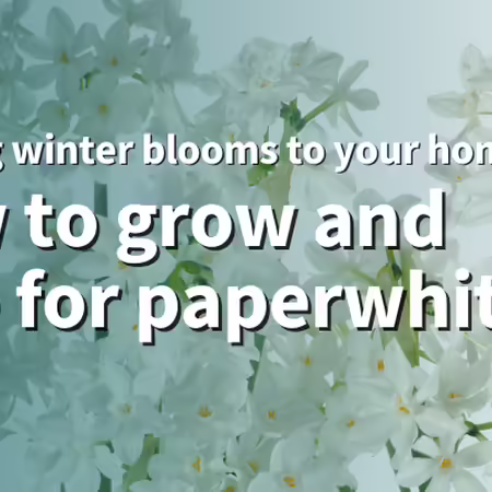 Bringing winter blooms to your home: How to grow and care for paperwhites. White paperwhite flowers.