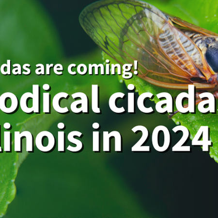 Periodical cicadas in Illinois in 2024. A black cicada with orange wings and red eyes rests on a green leaf