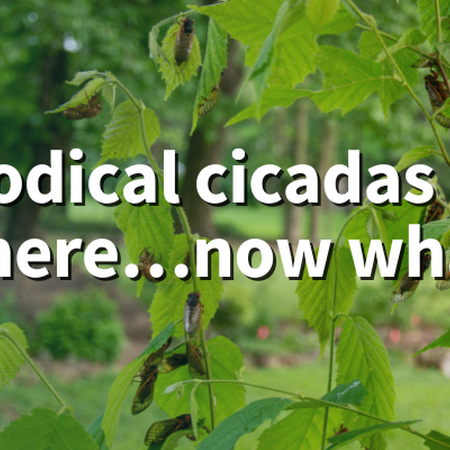 Periodical cicadas are here...now what? Adult periodical cicadas resting on a hazelnut bush
