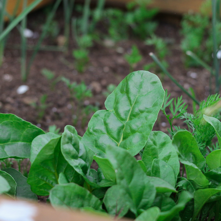 close up of a raised garden bed soil with seedlings and spinach growing