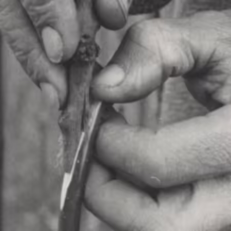 a close up image of the whip and tongue graft - rootstock and scion joined together