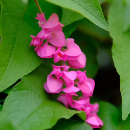 Flowering vines