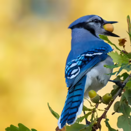 a bird with a berry in its beak