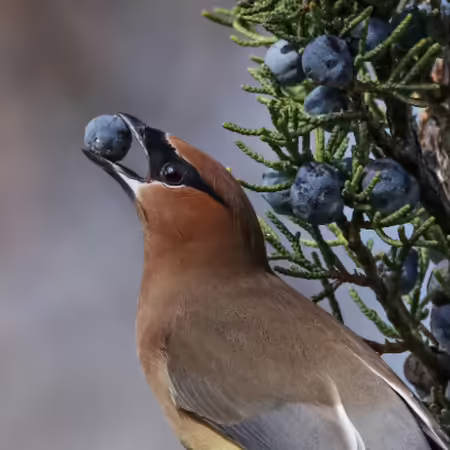 a bird with a berry in its beak