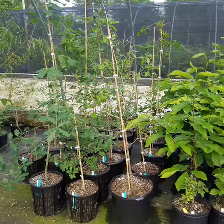 Potted plants await spring planting at the Missouri Botanical Garden nursery production area