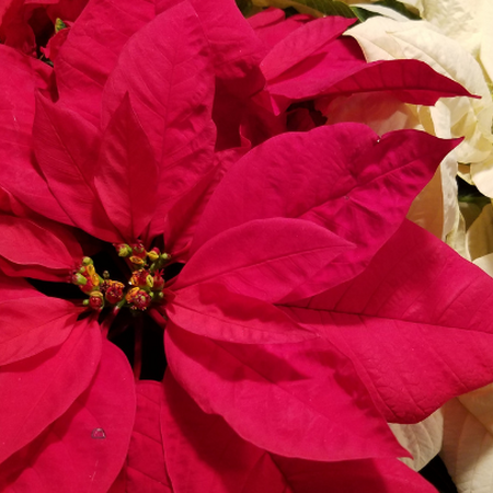 A red and a white poinsettia next to each other.