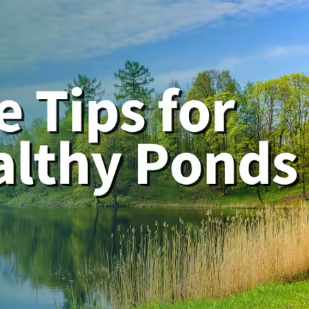 pond in wooded area
