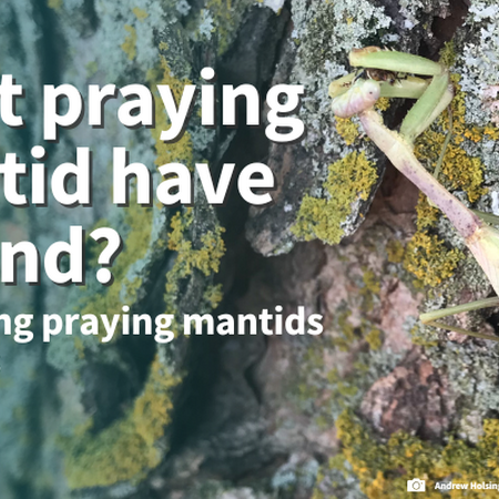 What praying mantid have I found? Identifying praying mantids in Illinois. Closeup photo of a female Carolina mantid on a tree