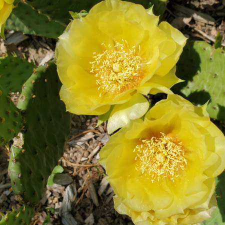 Yellow flowers on a eastern prickly pear cactus