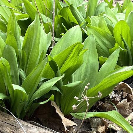 green lance-shaped leaves of ramps growing from woodland ground