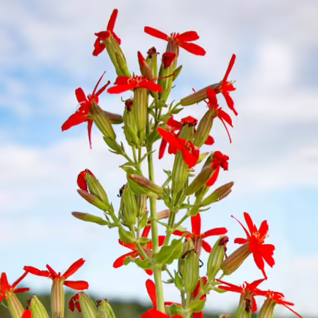 Red royal catchfly flowers in front of a blue sky with white clouds