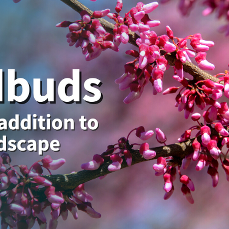 Redbuds: a great addition to any landscape. Branches of a redbud tree coer