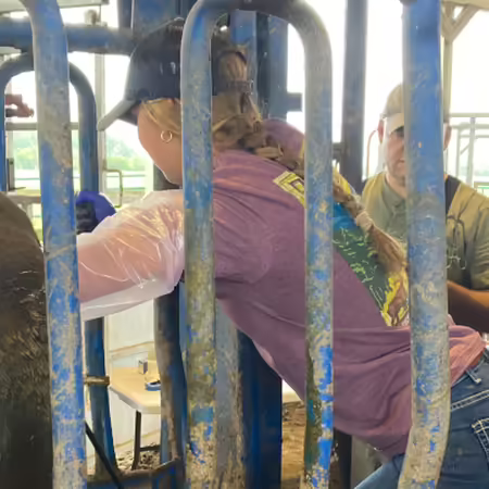 Woman palpating a cow