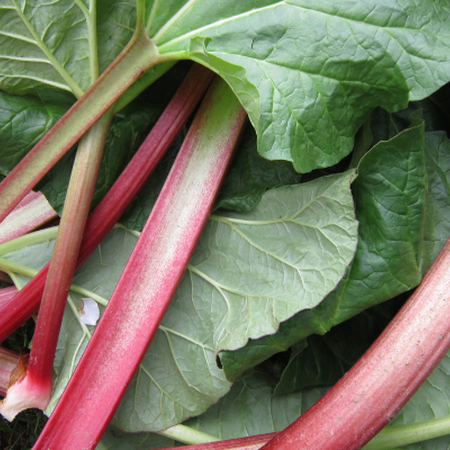 Red rhubarb with large green leaves