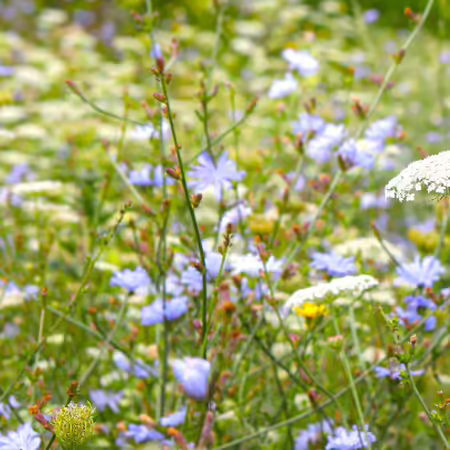 queen anne's lace and chickory