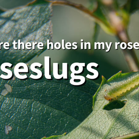 Why are there holes in my roses? Roseslugs. Roseslug larva feeding on the leaf of a rose.