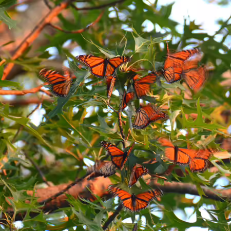 Many Monarchs roosting in an oak tree