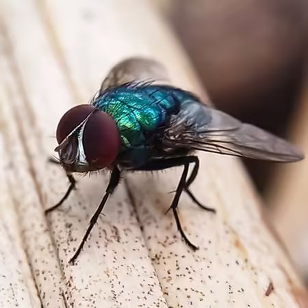 New World screwworms are primarily controlled through Sterile Insect Technique
