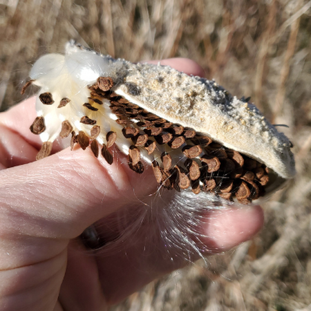 A hand holding a milkweed seedpod